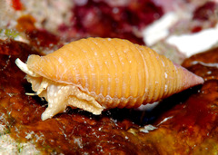 Pseudonebularia doliolum