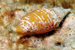 Pseudonebularia doliolum