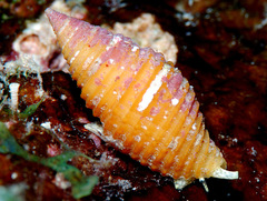 Pseudonebularia doliolum