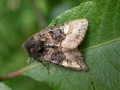 Euplexia lucipara