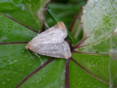 Photedes minima