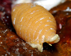 Pseudonebularia doliolum