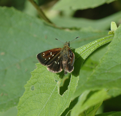 Piruna penaea
