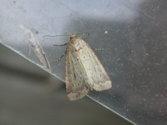 Photedes minima