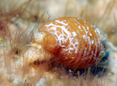 Pseudonebularia doliolum