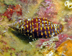 Pseudonebularia fraga