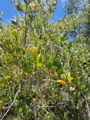Cercocarpus traskiae