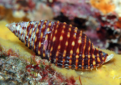 Pseudonebularia fraga