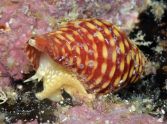 Pseudonebularia fraga