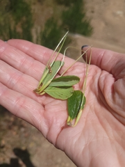 Cercocarpus traskiae