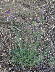 Boechera breweri
