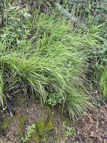Image of Calamagrostis rubescens by (c) Roger Raiche, some rights reserved (CC BY)