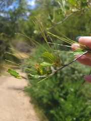 Cercocarpus traskiae