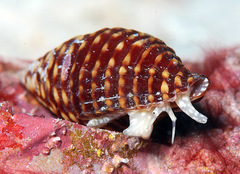 Pseudonebularia fraga