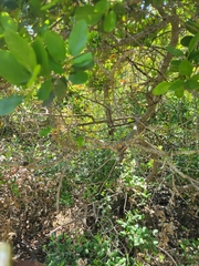 Cercocarpus traskiae