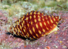 Pseudonebularia fraga