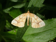 Eulithis mellinata