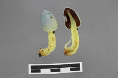 Clavogaster virescens