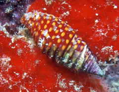 Pseudonebularia fraga