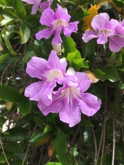 Bignonia callistegioides