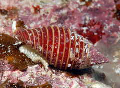 Pseudonebularia kantori