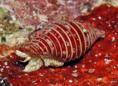Pseudonebularia kantori