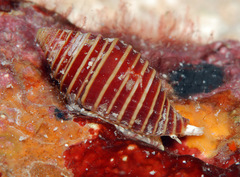 Pseudonebularia kantori