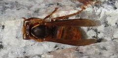 Vespula koreensis
