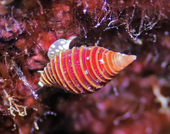 Pseudonebularia kantori