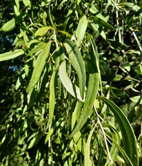 Acanthosyris falcata