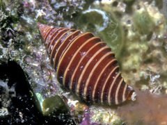 Pseudonebularia kantori