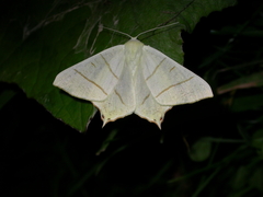 Ourapteryx sambucaria