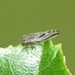 Broom Psyllid - Photo (c) C. Mallory, some rights reserved (CC BY-NC), uploaded by C. Mallory