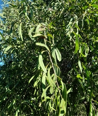 Acanthosyris falcata