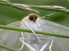 Ourapteryx sambucaria