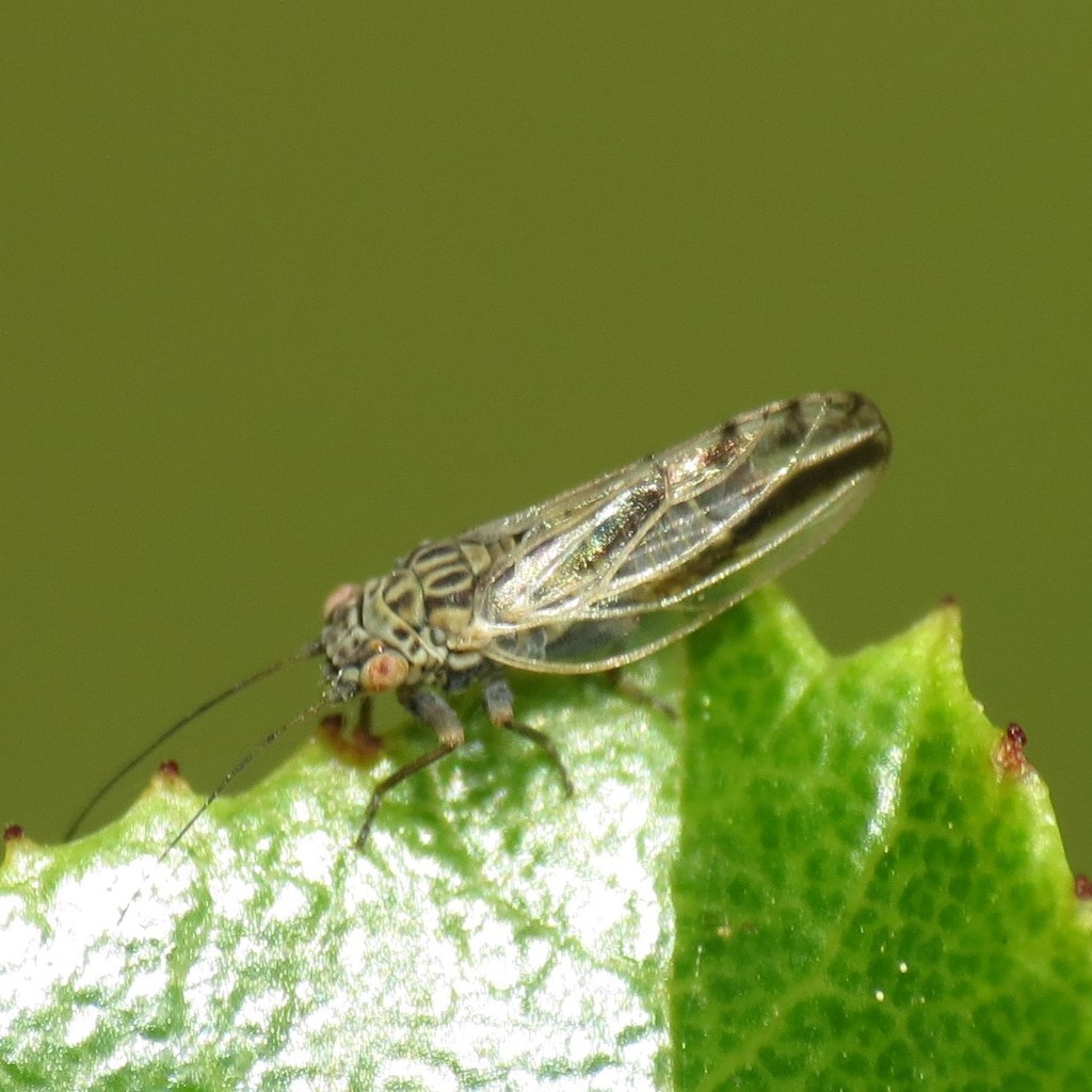 Broom Psyllid