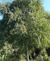 Acanthosyris falcata