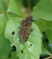 Piruna penaea