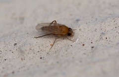 Metopininae