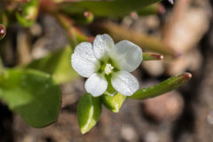 Montia linearis