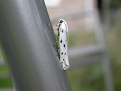 Myelois circumvoluta