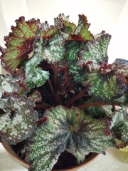 Begonia rex-cultorum