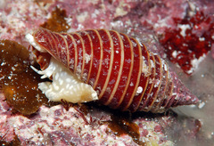 Pseudonebularia kantori