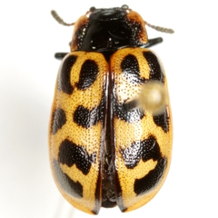 Chrysomela interrupta