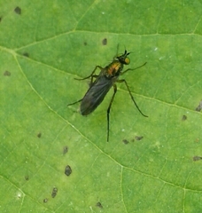 Poecilobothrus nobilitatus