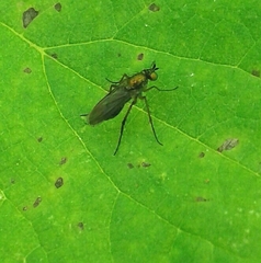 Poecilobothrus nobilitatus