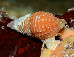 Pseudonebularia rubiginea