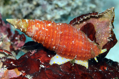 Pseudonebularia rubiginea