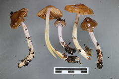 Cortinarius cucumeris