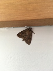 Pseudocoremia suavis